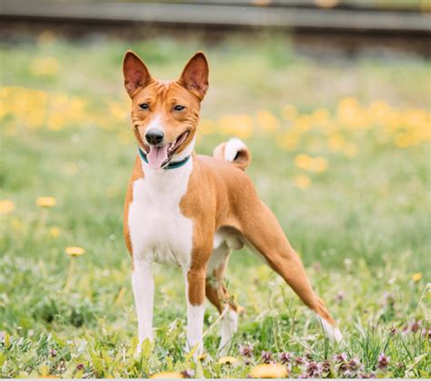 basenji adoption florida|basenjis puppies for adoption.